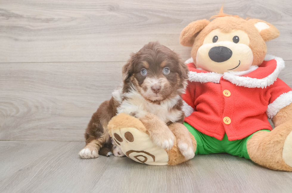 5 week old Mini Aussiedoodle Puppy For Sale - Pilesgrove Pups