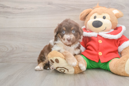 Sweet Mini Aussiedoodle Baby