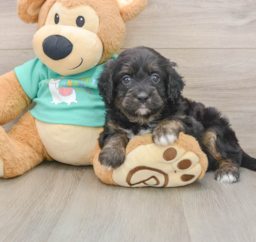 6 week old Mini Aussiedoodle Puppy For Sale - Pilesgrove Pups
