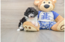 Best Mini Aussiedoodle Baby