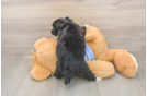 Best Mini Aussiedoodle Baby