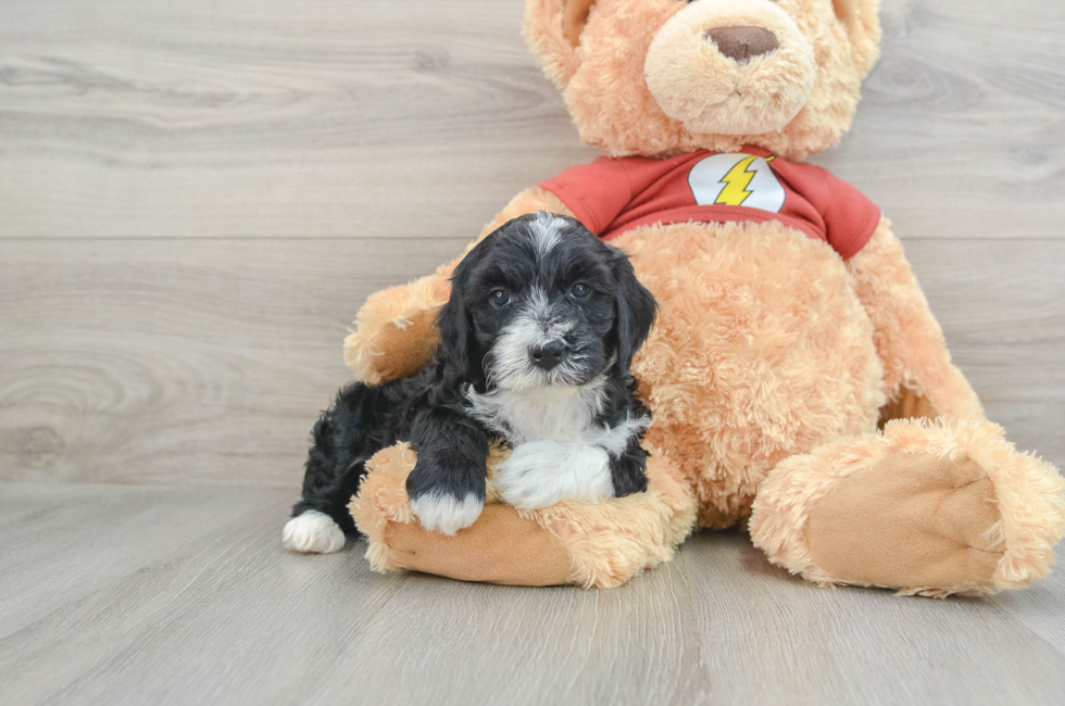 7 week old Mini Aussiedoodle Puppy For Sale - Pilesgrove Pups