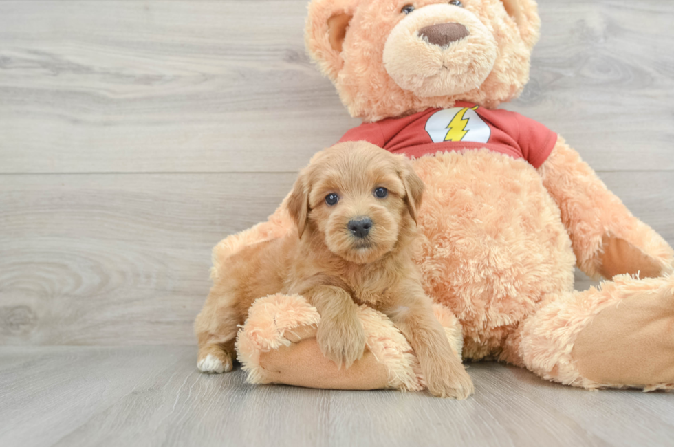 7 week old Mini Aussiedoodle Puppy For Sale - Pilesgrove Pups