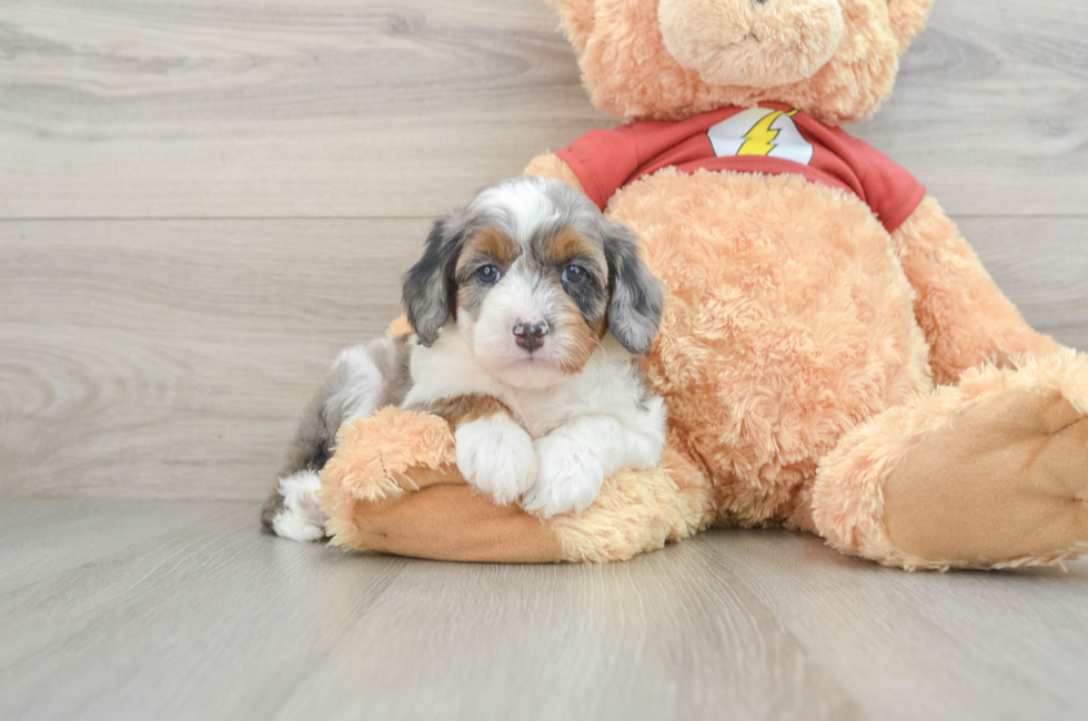 6 week old Mini Aussiedoodle Puppy For Sale - Pilesgrove Pups