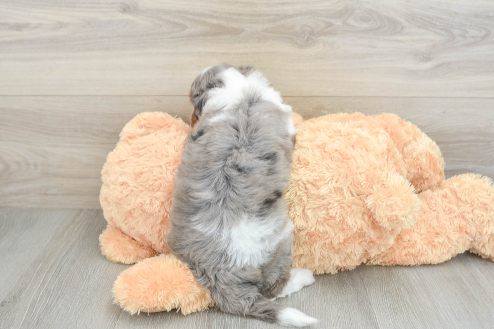 Mini Aussiedoodle Pup Being Cute