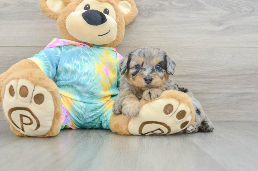 Friendly Mini Aussiedoodle Baby