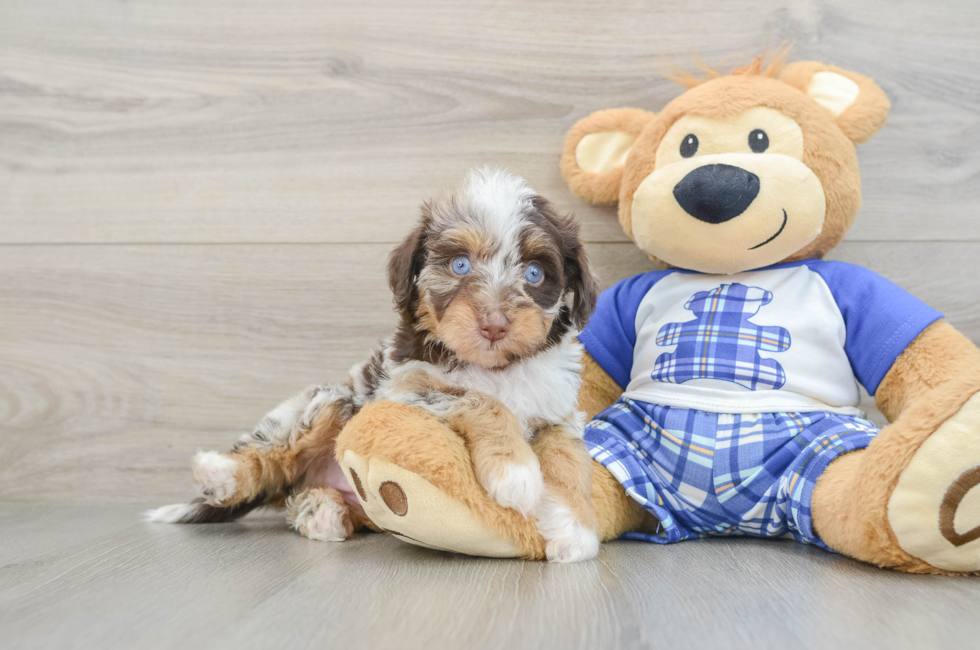 5 week old Mini Aussiedoodle Puppy For Sale - Pilesgrove Pups