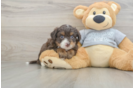 Happy Mini Aussiedoodle Baby