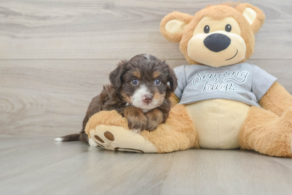 Happy Mini Aussiedoodle Baby