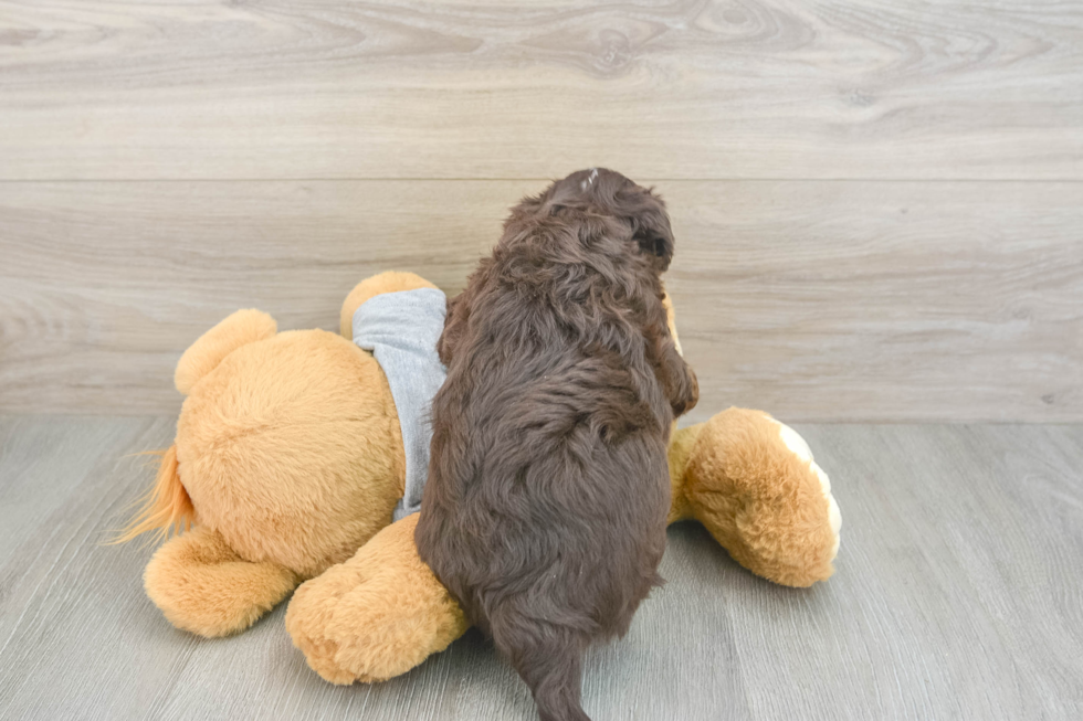 Best Mini Aussiedoodle Baby
