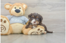 Friendly Mini Aussiedoodle Baby