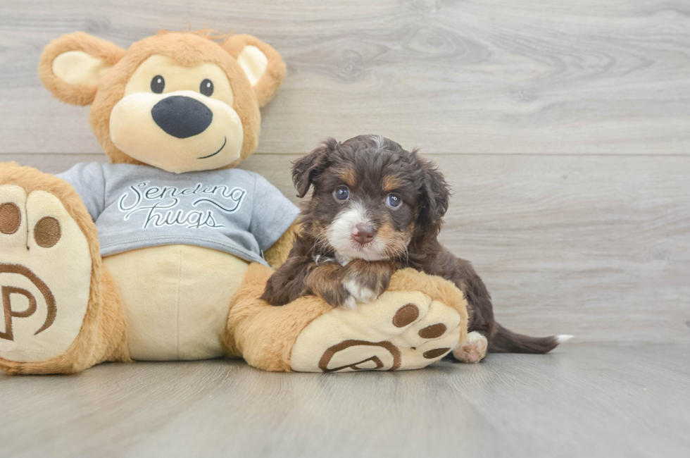 4 week old Mini Aussiedoodle Puppy For Sale - Pilesgrove Pups