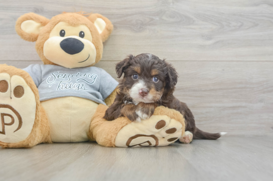 Friendly Mini Aussiedoodle Baby