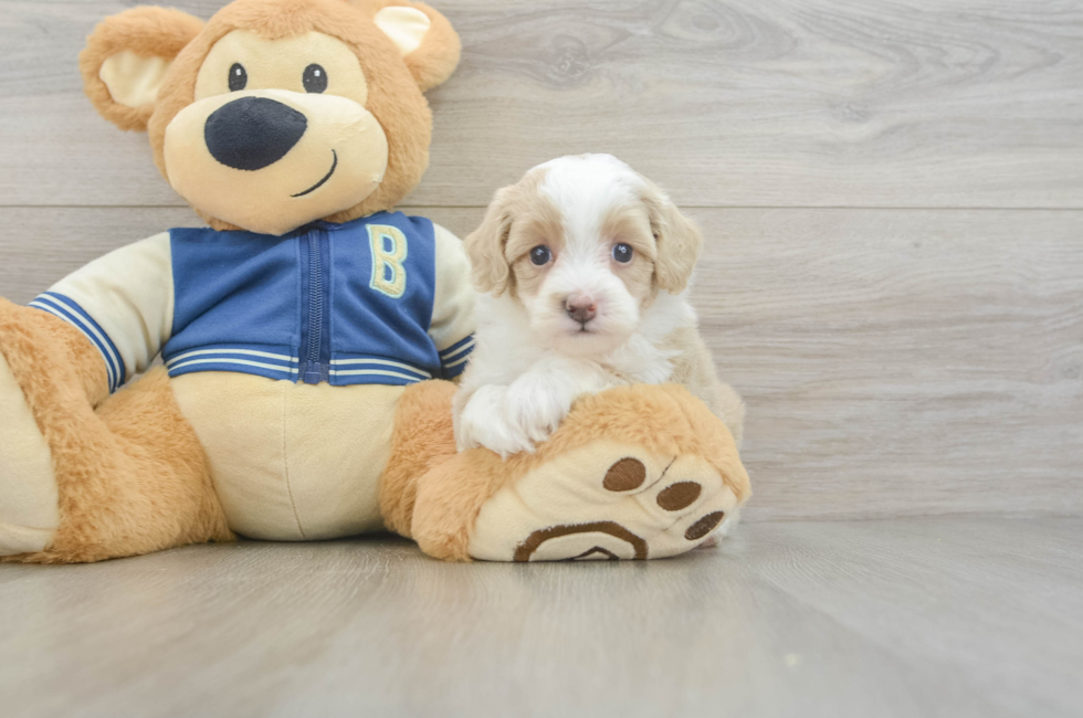 5 week old Mini Aussiedoodle Puppy For Sale - Pilesgrove Pups