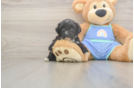 Mini Aussiedoodle Pup Being Cute