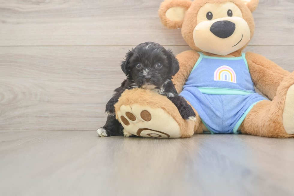 Mini Aussiedoodle Pup Being Cute