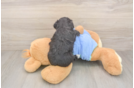 Mini Aussiedoodle Puppy for Adoption