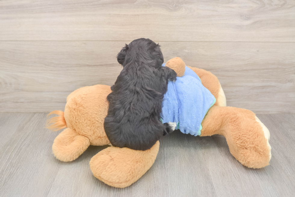Mini Aussiedoodle Puppy for Adoption
