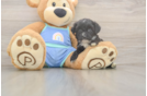 Mini Aussiedoodle Puppy for Adoption