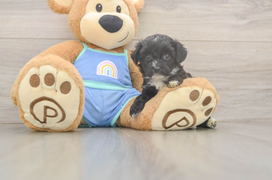 Mini Aussiedoodle Puppy for Adoption