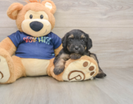 8 week old Mini Aussiedoodle Puppy For Sale - Pilesgrove Pups