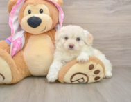 7 week old Mini Aussiedoodle Puppy For Sale - Pilesgrove Pups