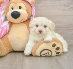 7 week old Mini Aussiedoodle Puppy For Sale - Pilesgrove Pups