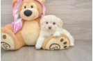Best Mini Aussiedoodle Baby