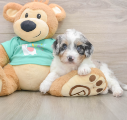 6 week old Mini Aussiedoodle Puppy For Sale - Pilesgrove Pups