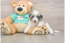 Best Mini Aussiedoodle Baby