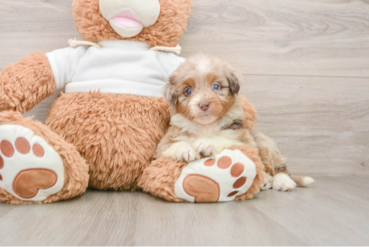 Popular Mini Aussiedoodle Poodle Mix Pup