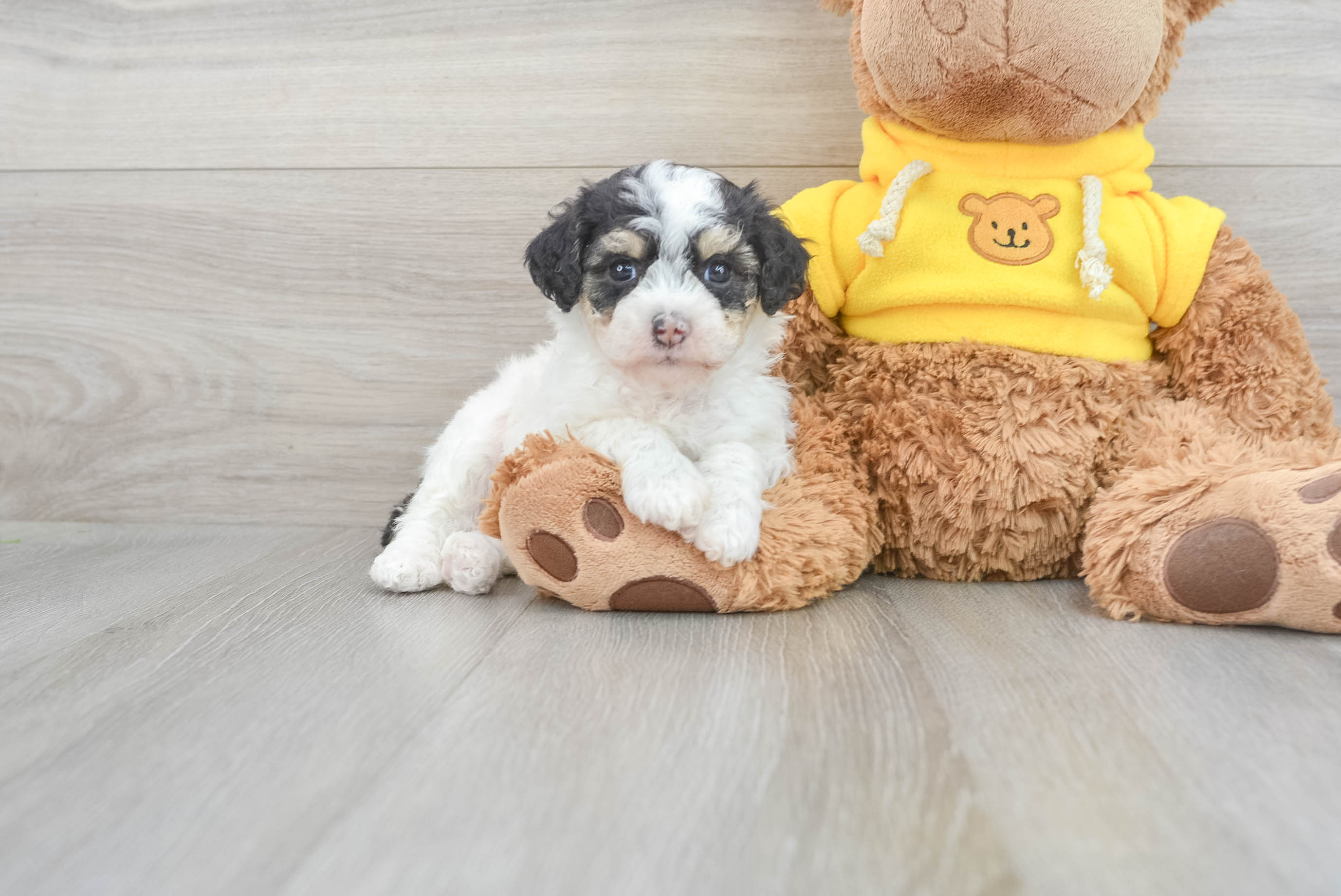 Mini australian shepherd poodle mix hotsell puppies for sale