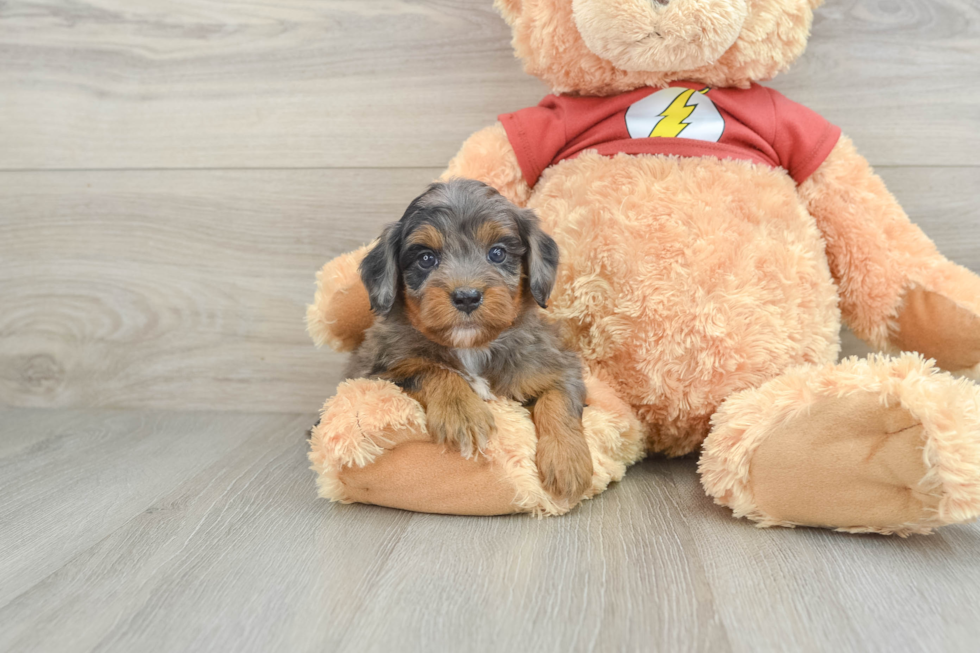 Cute Mini Aussiedoodle Baby