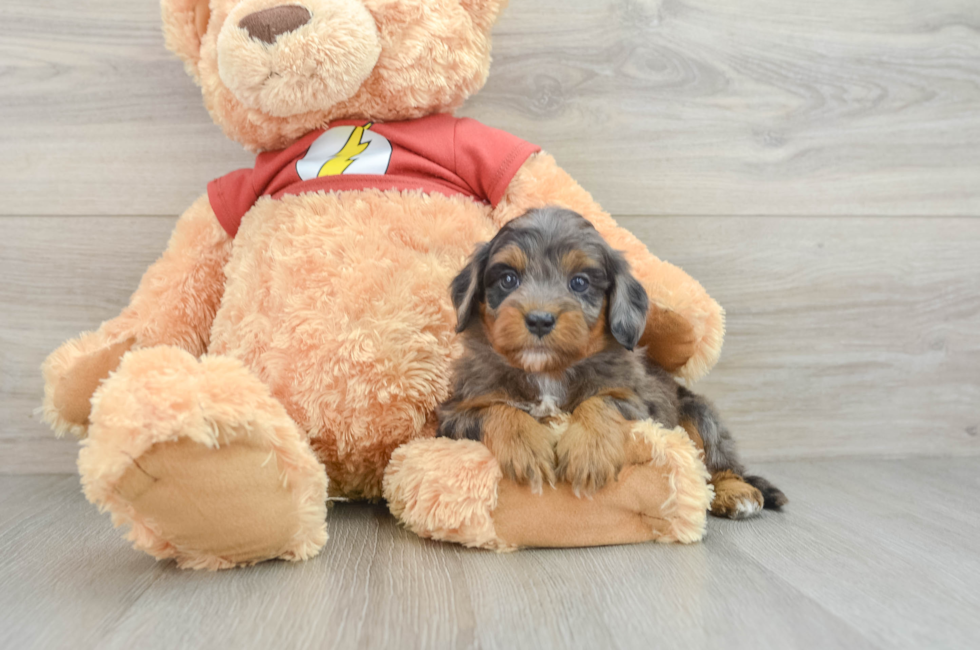 6 week old Mini Aussiedoodle Puppy For Sale - Pilesgrove Pups