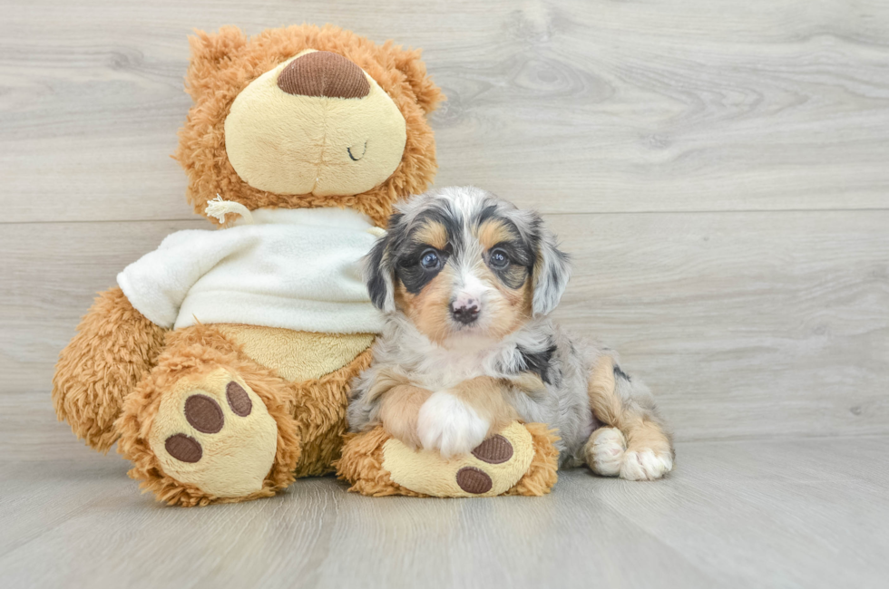 6 week old Mini Aussiedoodle Puppy For Sale - Pilesgrove Pups