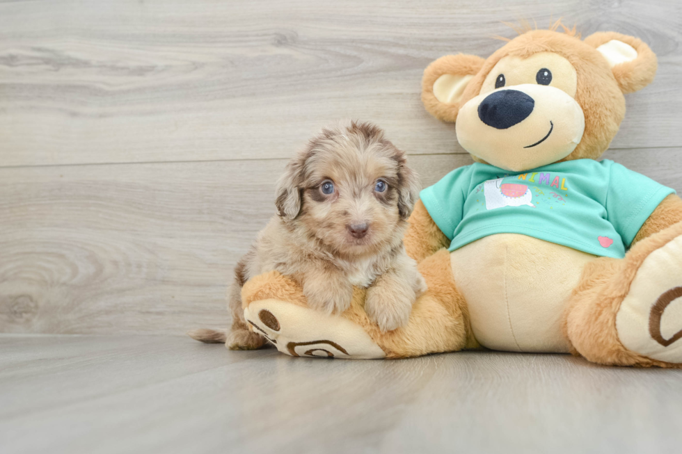 Mini Aussiedoodle Pup Being Cute