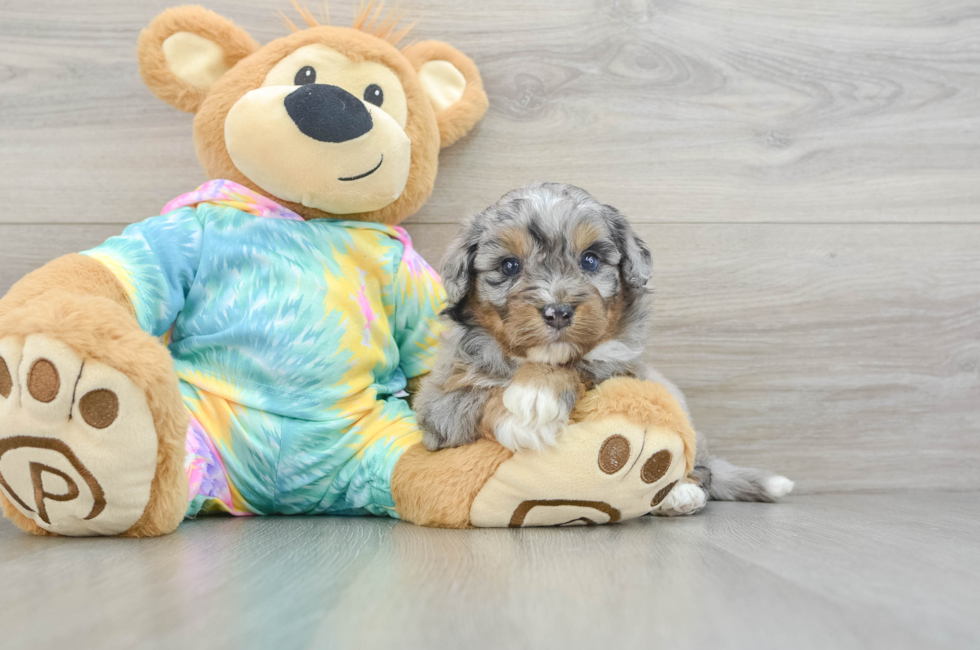 5 week old Mini Aussiedoodle Puppy For Sale - Pilesgrove Pups