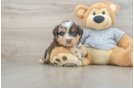 Petite Mini Aussiedoodle Poodle Mix Pup