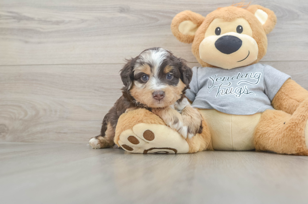 4 week old Mini Aussiedoodle Puppy For Sale - Pilesgrove Pups