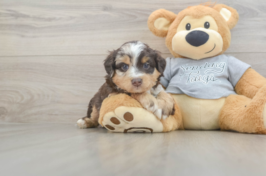 Petite Mini Aussiedoodle Poodle Mix Pup
