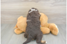 Funny Mini Aussiedoodle Poodle Mix Pup
