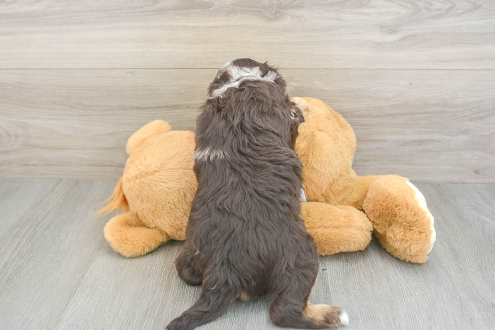 Funny Mini Aussiedoodle Poodle Mix Pup
