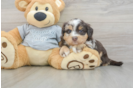 Mini Aussiedoodle Puppy for Adoption