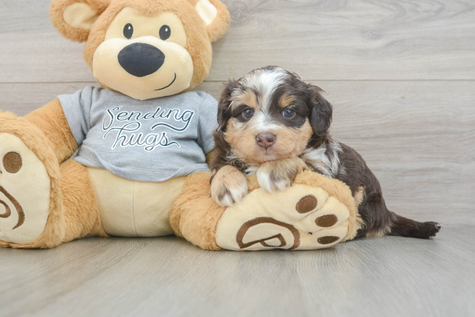 Mini Aussiedoodle Puppy for Adoption