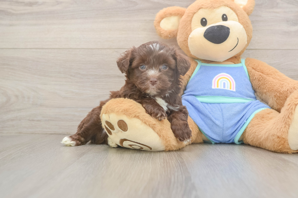 5 week old Mini Aussiedoodle Puppy For Sale - Pilesgrove Pups