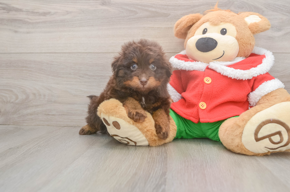 5 week old Mini Aussiedoodle Puppy For Sale - Pilesgrove Pups