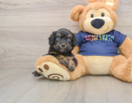 8 week old Mini Aussiedoodle Puppy For Sale - Pilesgrove Pups