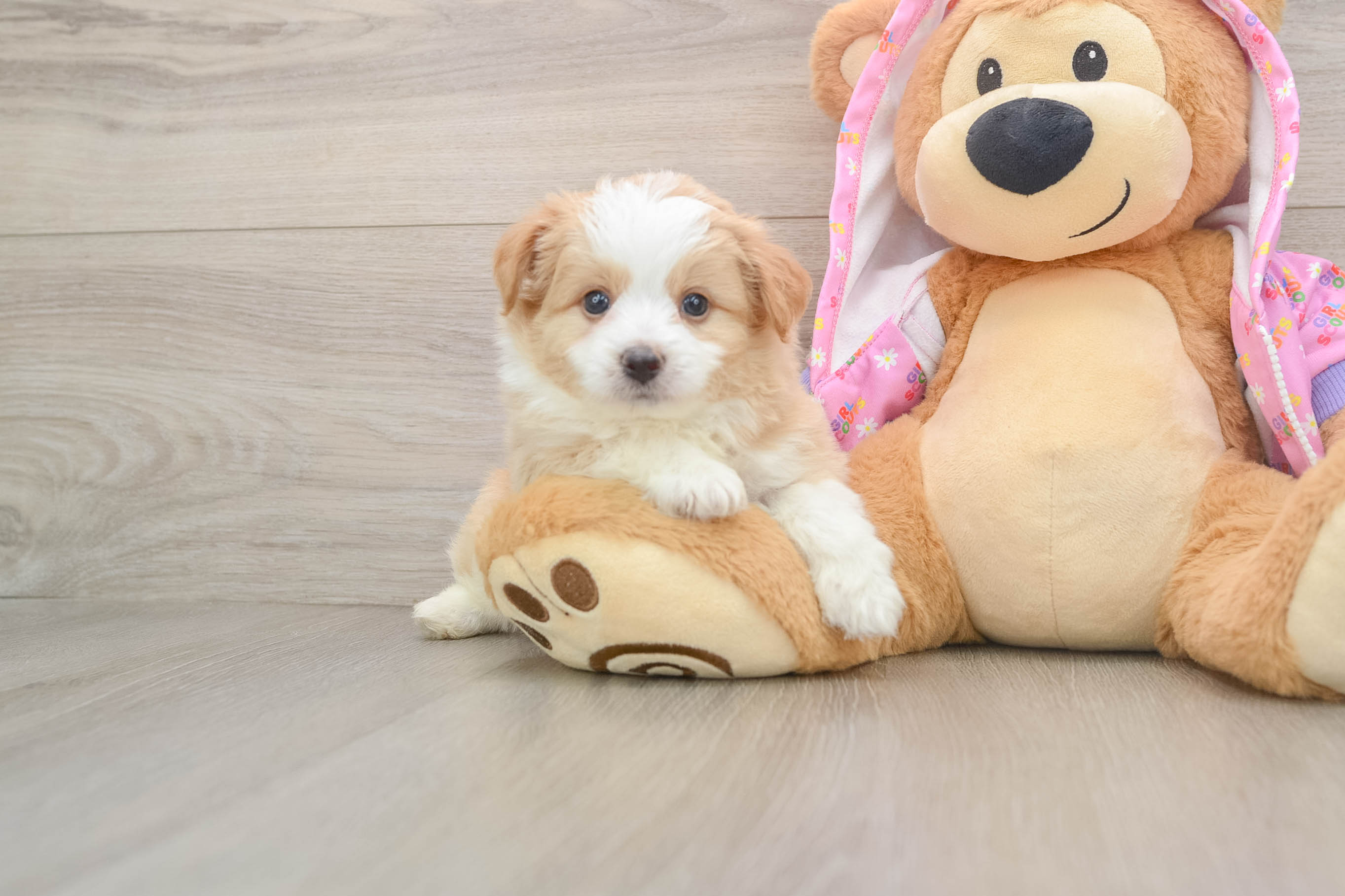 Best Mini Aussiedoodle Baby