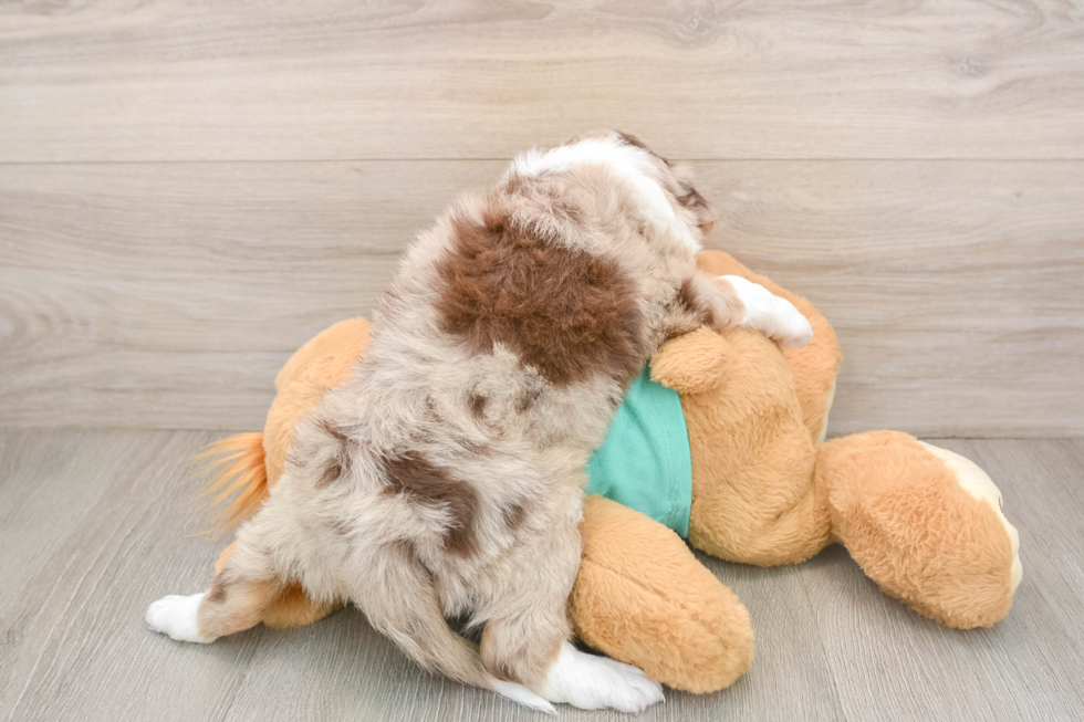 Mini Aussiedoodle Puppy for Adoption