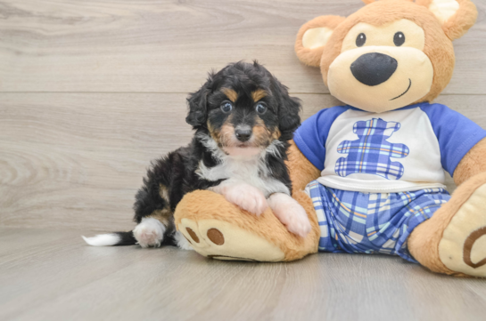 Cute Mini Aussiedoodle Baby